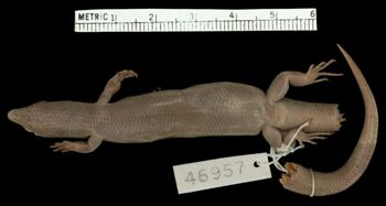 Media type: image;   Herpetology R-46957 Aspect: ventral